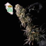 Cali Critical Mass Feminizowany Nasiona