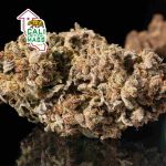 Cali Critical Mass Feminizowany Nasiona