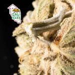 Cali Critical Mass Feminizowany Nasiona