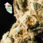 Cali Critical Mass Feminizowany Nasiona