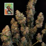 Seedsman Gorilla Candy Auto strain