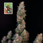 Seedsman Gorilla Candy Auto strain