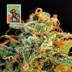 Seedsman Gorilla Candy Auto strain