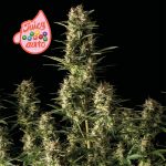 Juicy Zkittlez Auto Feminized Seeds