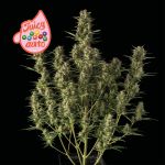 Juicy Zkittlez Auto Feminized Seeds