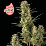 Juicy Zkittlez Auto Feminized Seeds