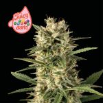 Juicy Zkittlez Auto Feminized Seeds