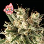 Juicy Zkittlez Auto Feminized Seeds