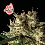 Juicy Zkittlez Auto Feminized Seeds