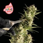 Juicy Zkittlez Auto Feminized Seeds