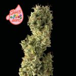 Juicy Zkittlez Auto Feminized Seeds