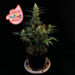 Juicy Zkittlez Auto Feminized Seeds