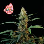 Juicy Zkittlez Auto Feminized Seeds