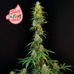 Juicy Zkittlez Auto Feminized Seeds