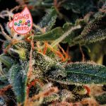 Juicy Zkittlez Auto Feminized Seeds