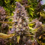 Juicy Zkittlez Auto Feminized Seeds