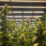 Juicy Zkittlez Auto Feminized Seeds