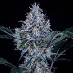 MEPH-SUNTH-AUTO-FEM