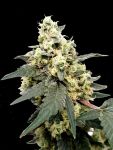 PARA-LEM-AUTO-FEM