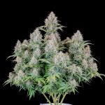 Original Cinderella Auto Feminisiert Samen