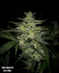 MEPH-SKYL-AUTO-Fem