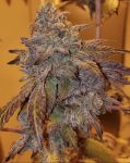 Purple #40 Feminised Seeds - 3