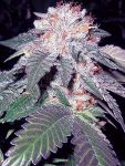 Julius Caesar Feminized Seeds - 6
