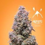 MEPH-MANSM-AUTO-FEM