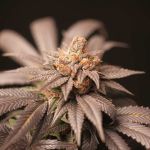 Cherry Tini Regular Seeds - 12
