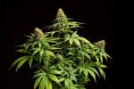 Hellfire OG Feminised Seeds