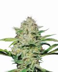 Hindu Kush Feminised Seeds - 5