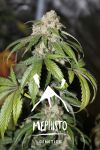 MEPH-SAMSOG-AUTO-FEM