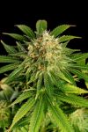 Hellfire OG Feminised Seeds