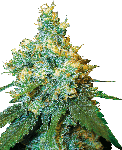 White Label Jack Herer Régulier Graines - 10
