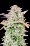 Original Trainwreck Auto Feminized Seeds