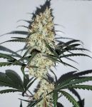 Grape Amnesia Feminizowane Nasiona