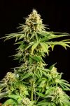 Hellfire OG Feminised Seeds