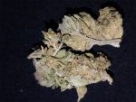 Jack the Ripper Feminised Seeds - 5