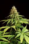 Hellfire OG Feminised Seeds