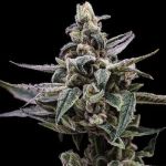 Affie OG Regular Seeds - 11