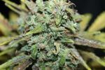 Amnesia Auto Feminised Seeds - BULK x 25