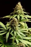 Hellfire OG Feminised Seeds