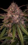 MEPH-SCRINK-AUTO-FEM