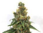 Cherry Soda Syrup Auto Feminised Seeds