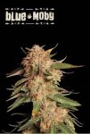 SEST-BLMO-AUTO-FEM