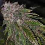 Dirty Kuntz Feminised Seeds - 5