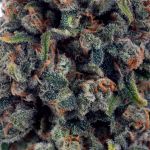 Jack the Ripper Feminised Seeds - 5