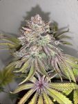 Limón Picón Regular Seeds - 3