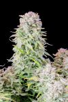 Original Afghan Kush Auto Feminizowane Nasiona