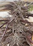 Lemon Caramel Regular Seeds - 3